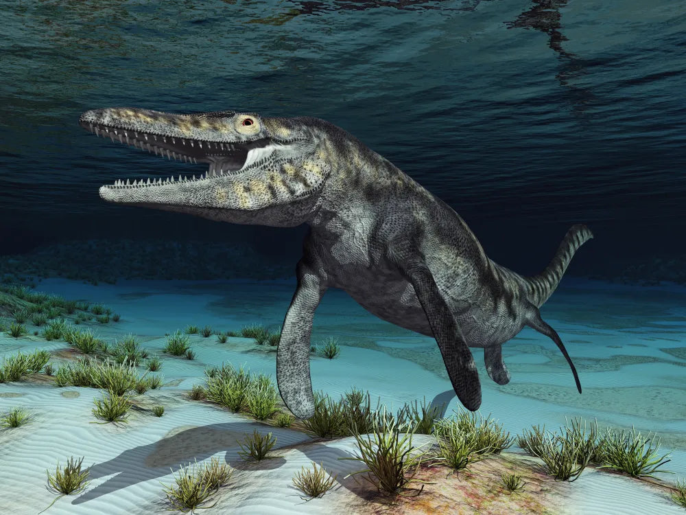 Mosasaur Jaw & Teeth Fossil