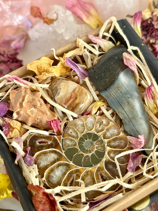 Fossil Box