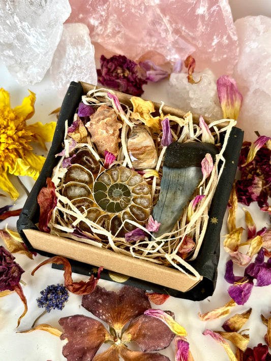 Fossil Box