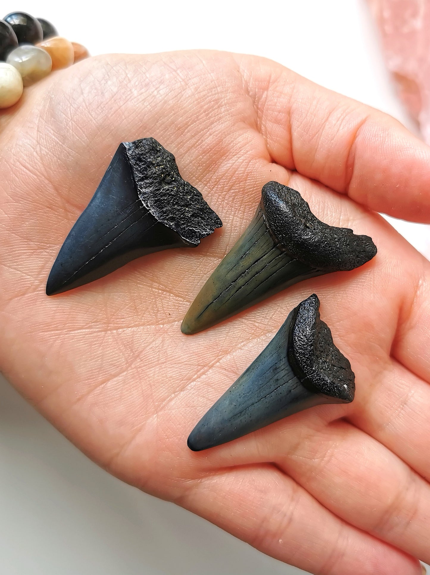 Megalodon Tooth