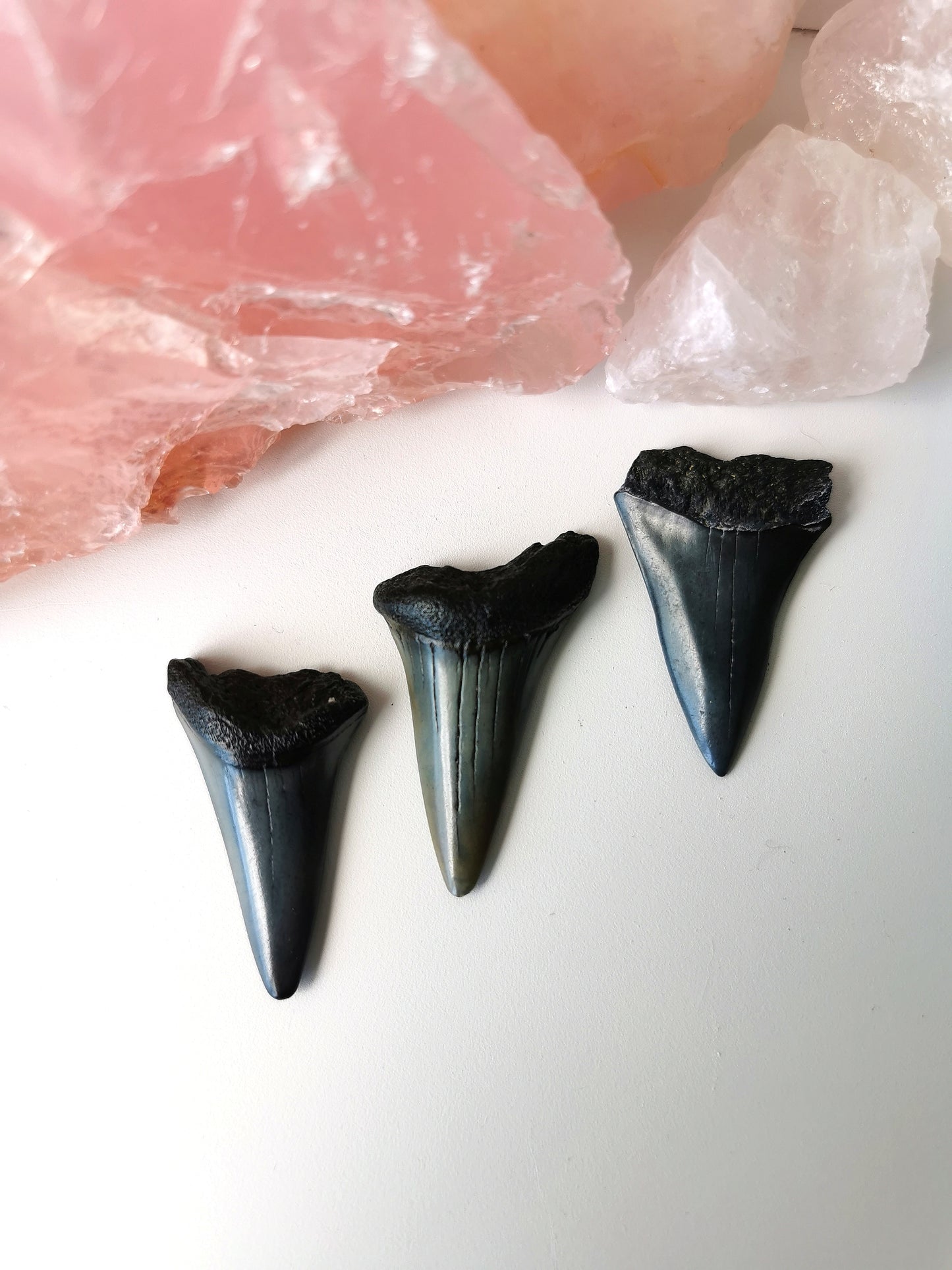 Megalodon Tooth