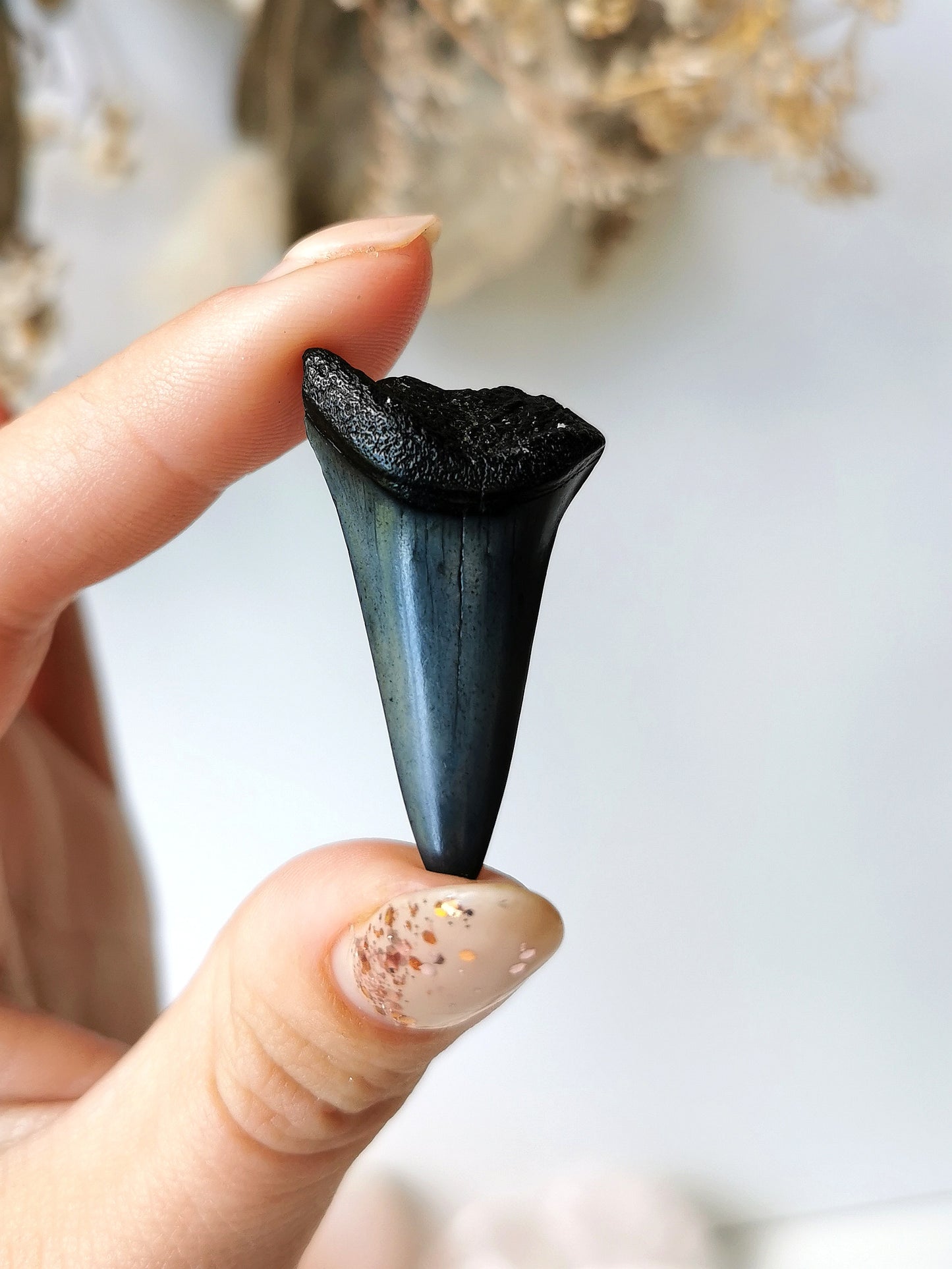 Megalodon Tooth