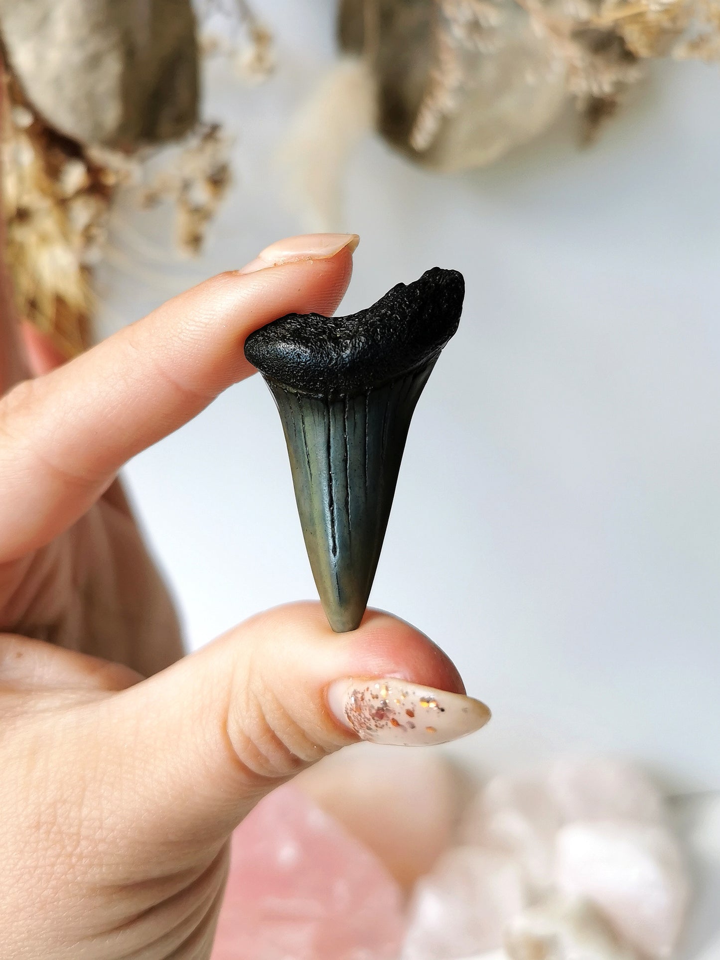 Megalodon Tooth