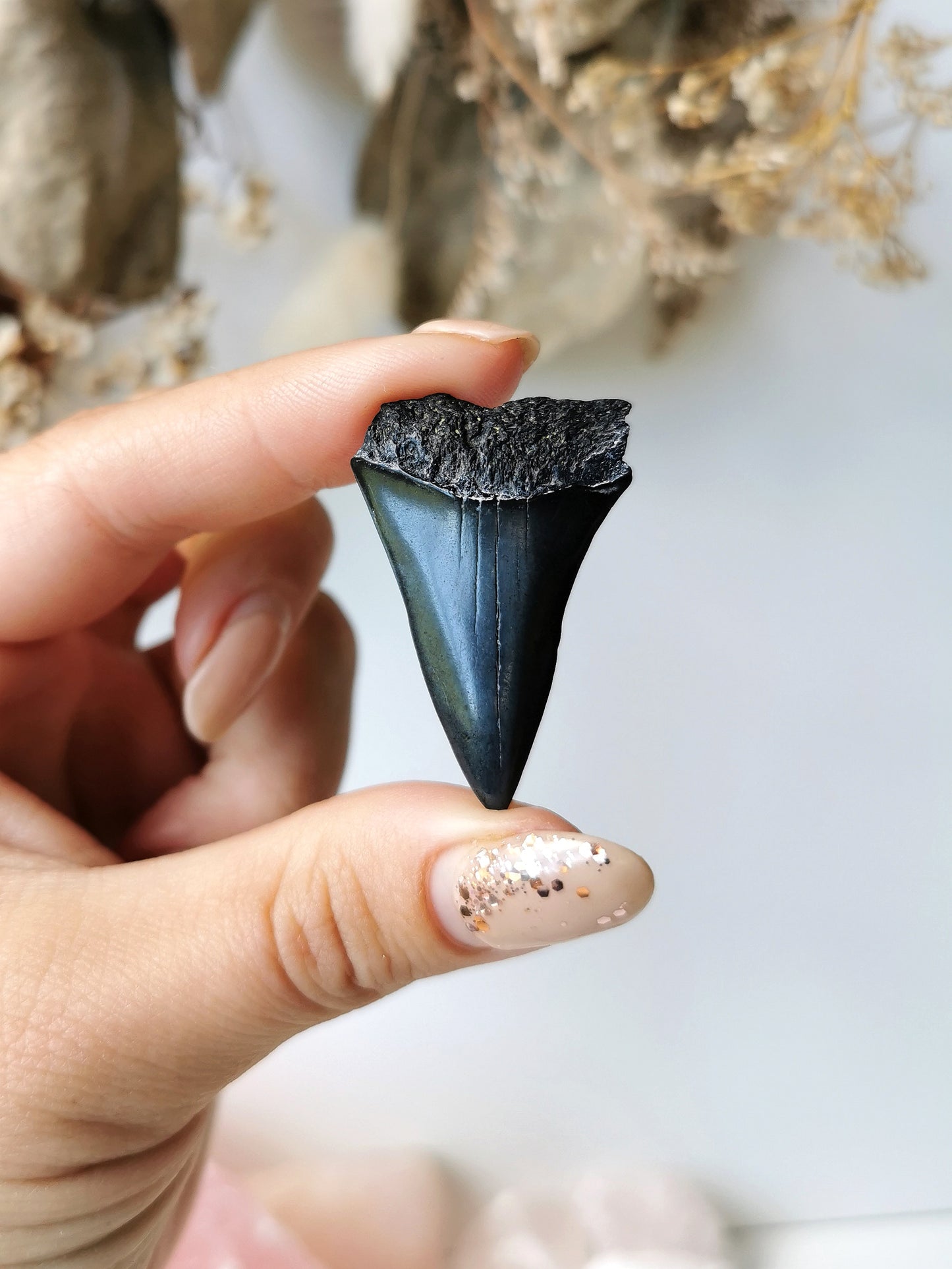 Megalodon Tooth