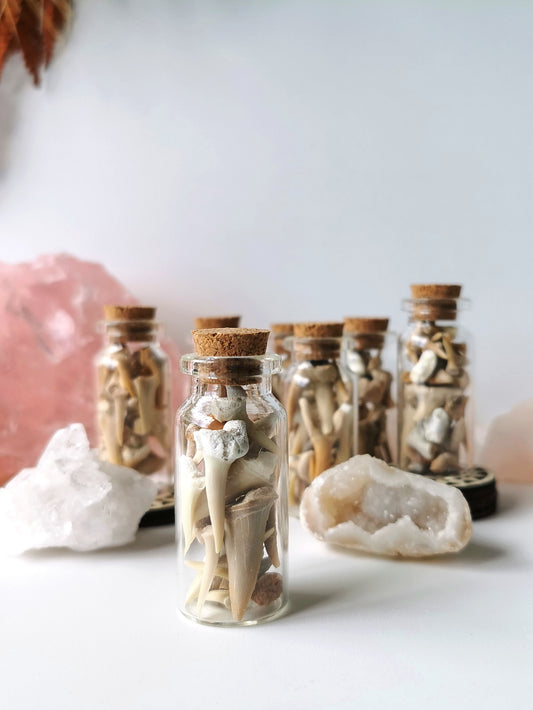 Shark Teeth Vial
