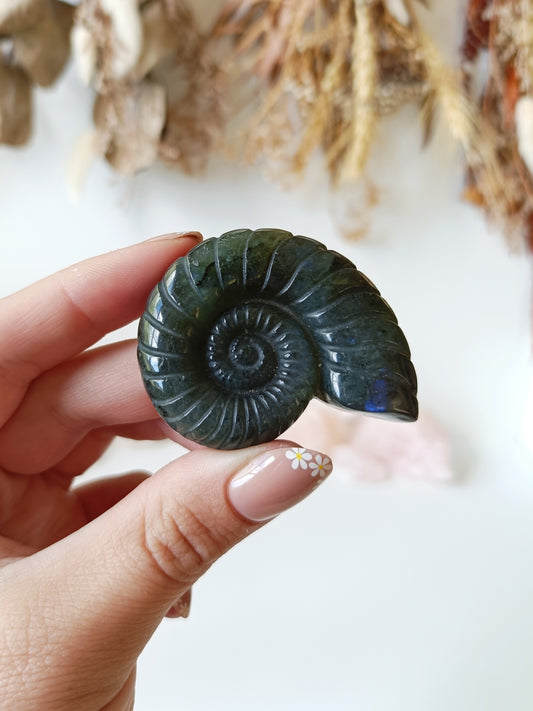 Labradorite Ammonite (A)