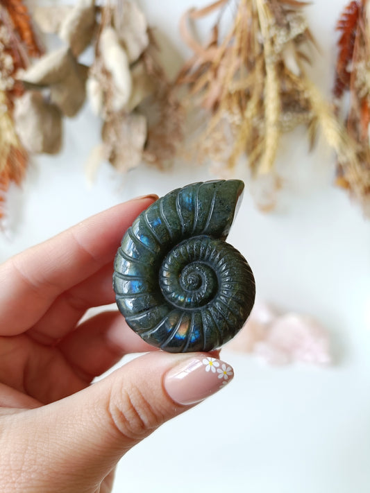 Labradorite Ammonite (B)