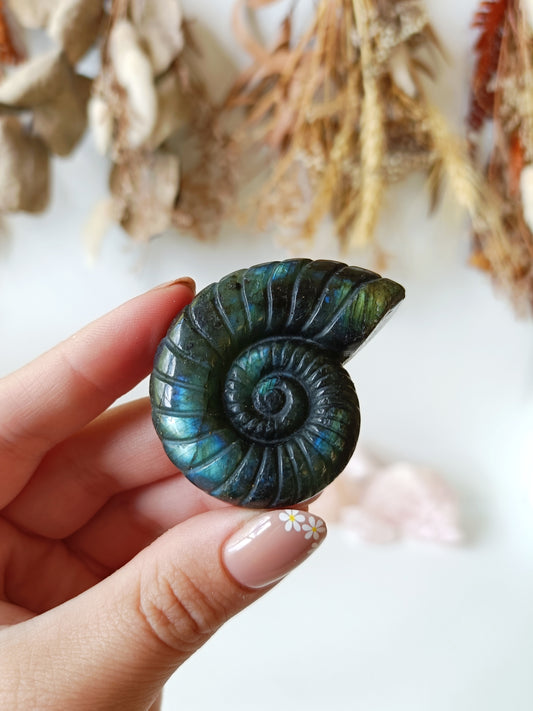 Labradorite Ammonite (C)