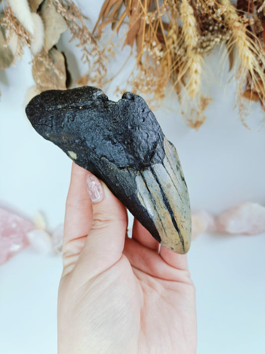 Large Megalodon Tooth