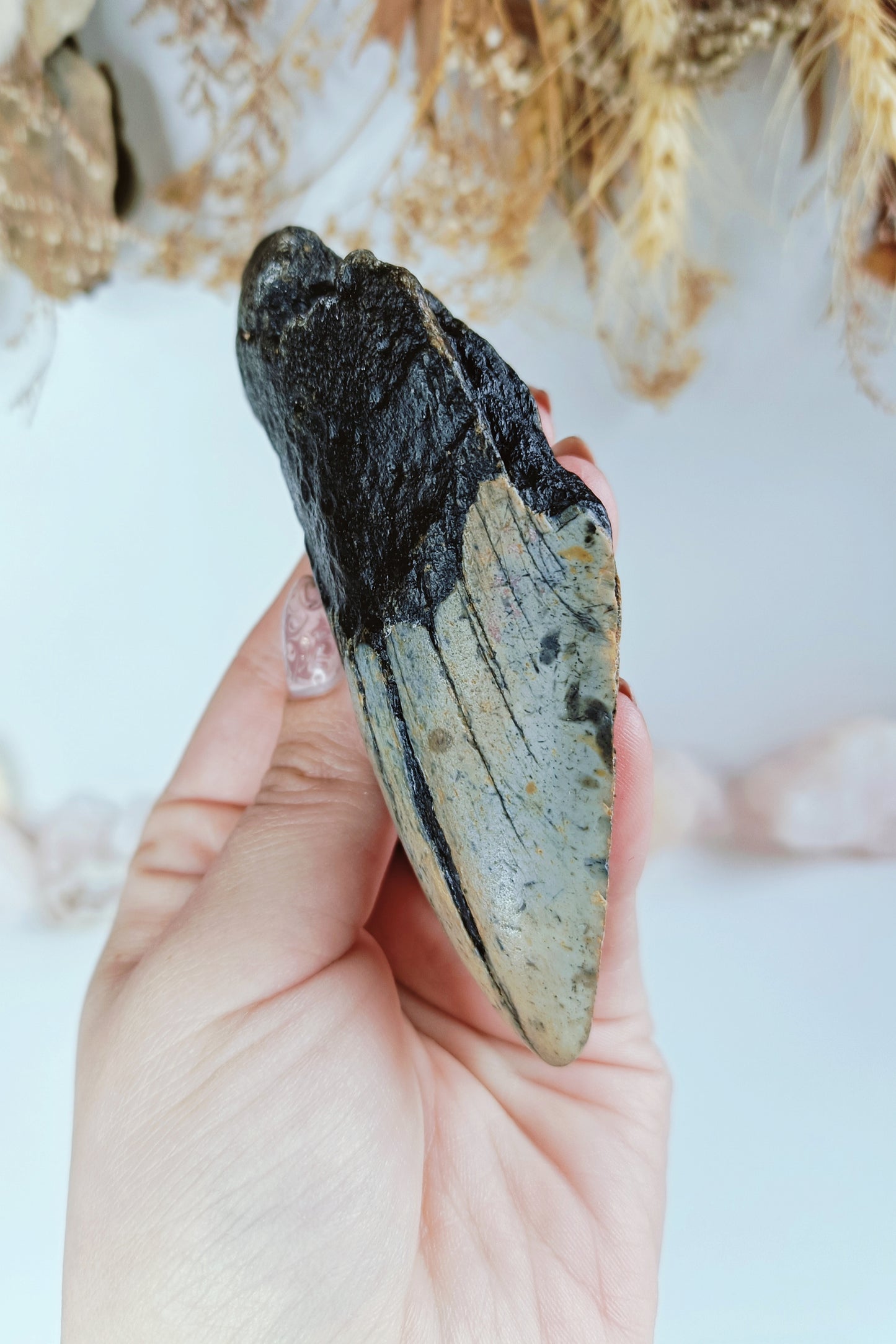 Large Megalodon Tooth