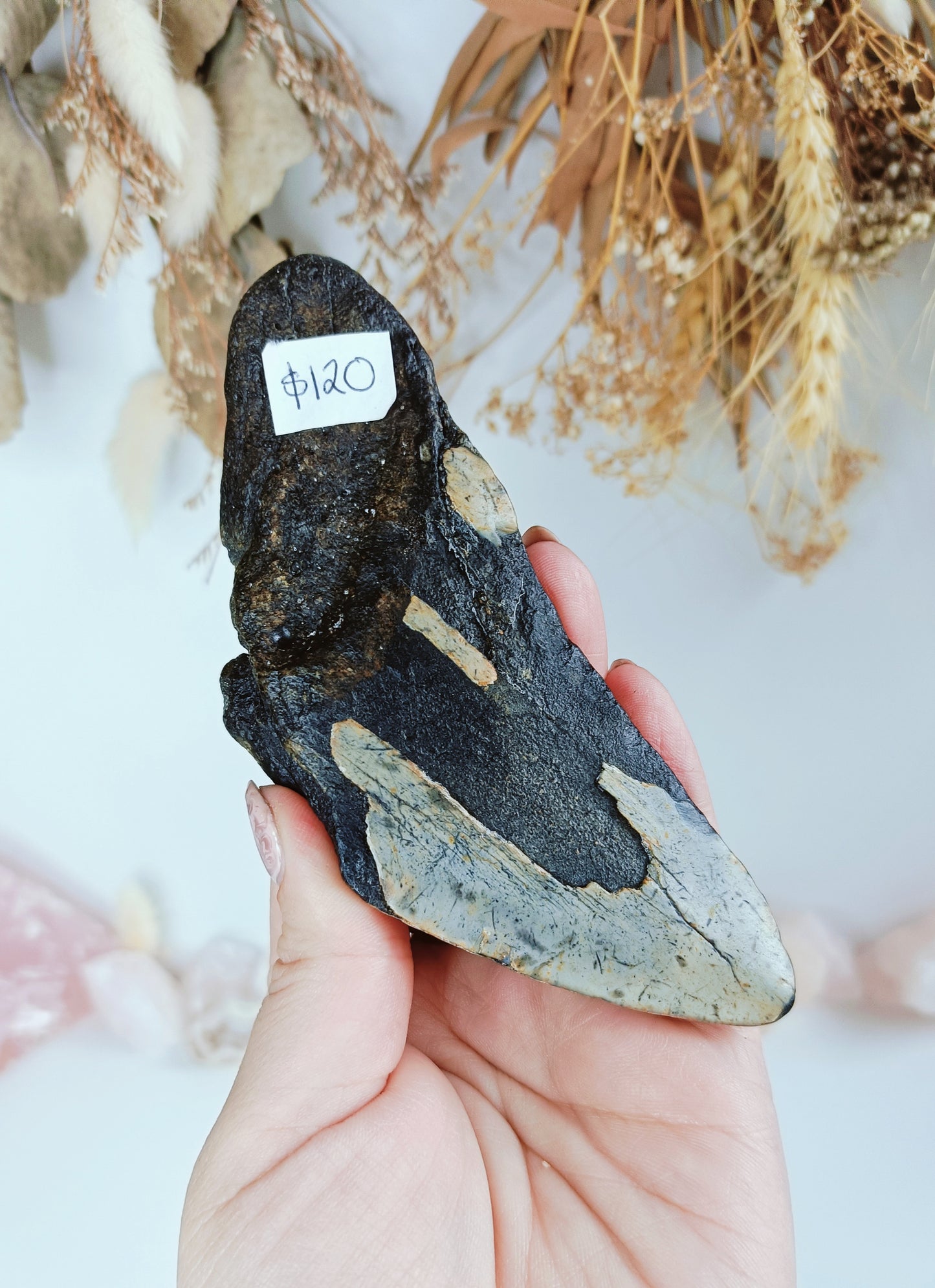 Large Megalodon Tooth