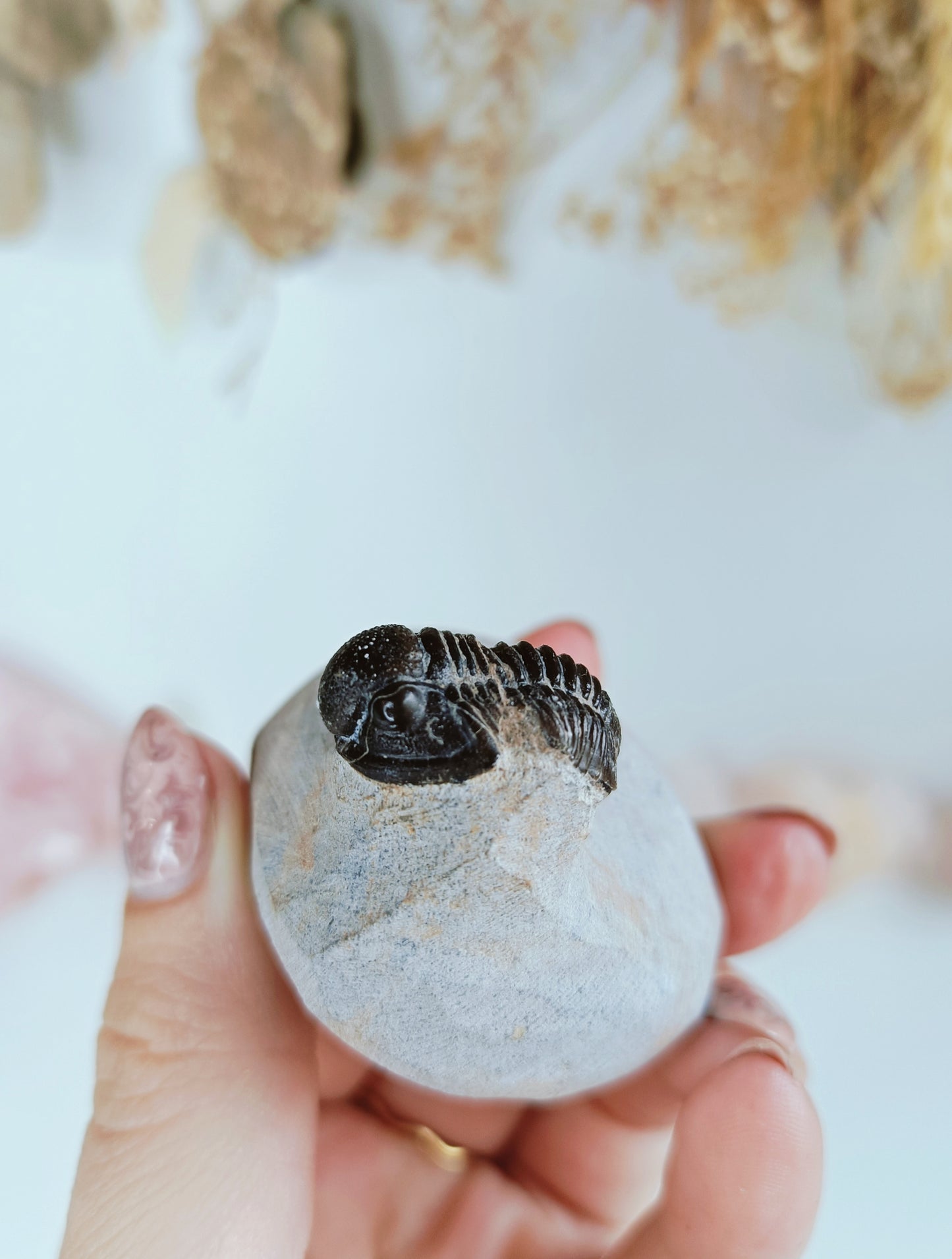 Trilobite on Rock