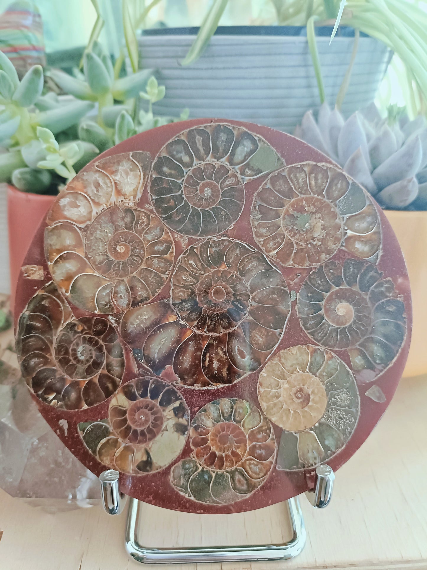 Ammonite Plate & Stand