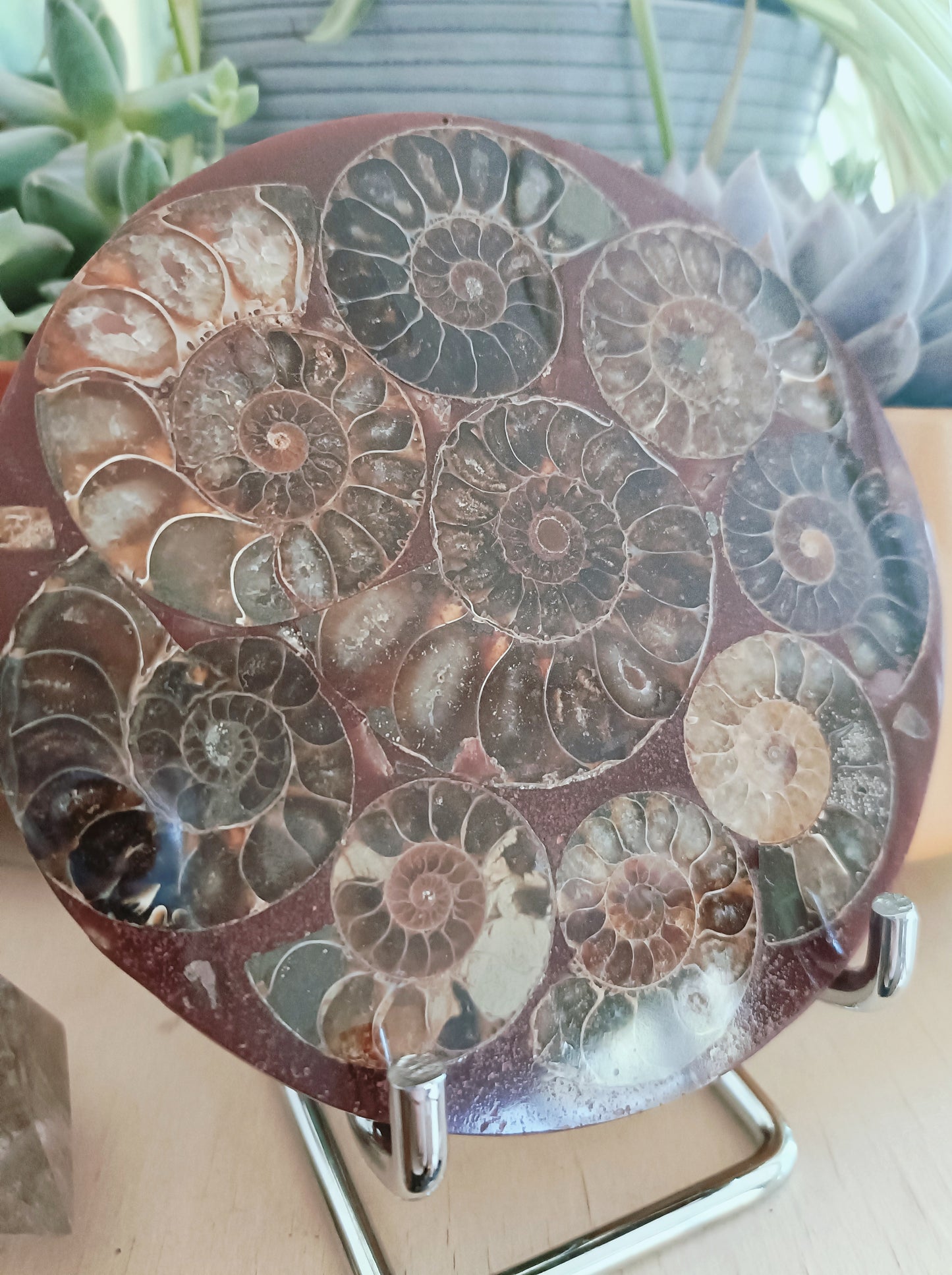 Ammonite Plate & Stand