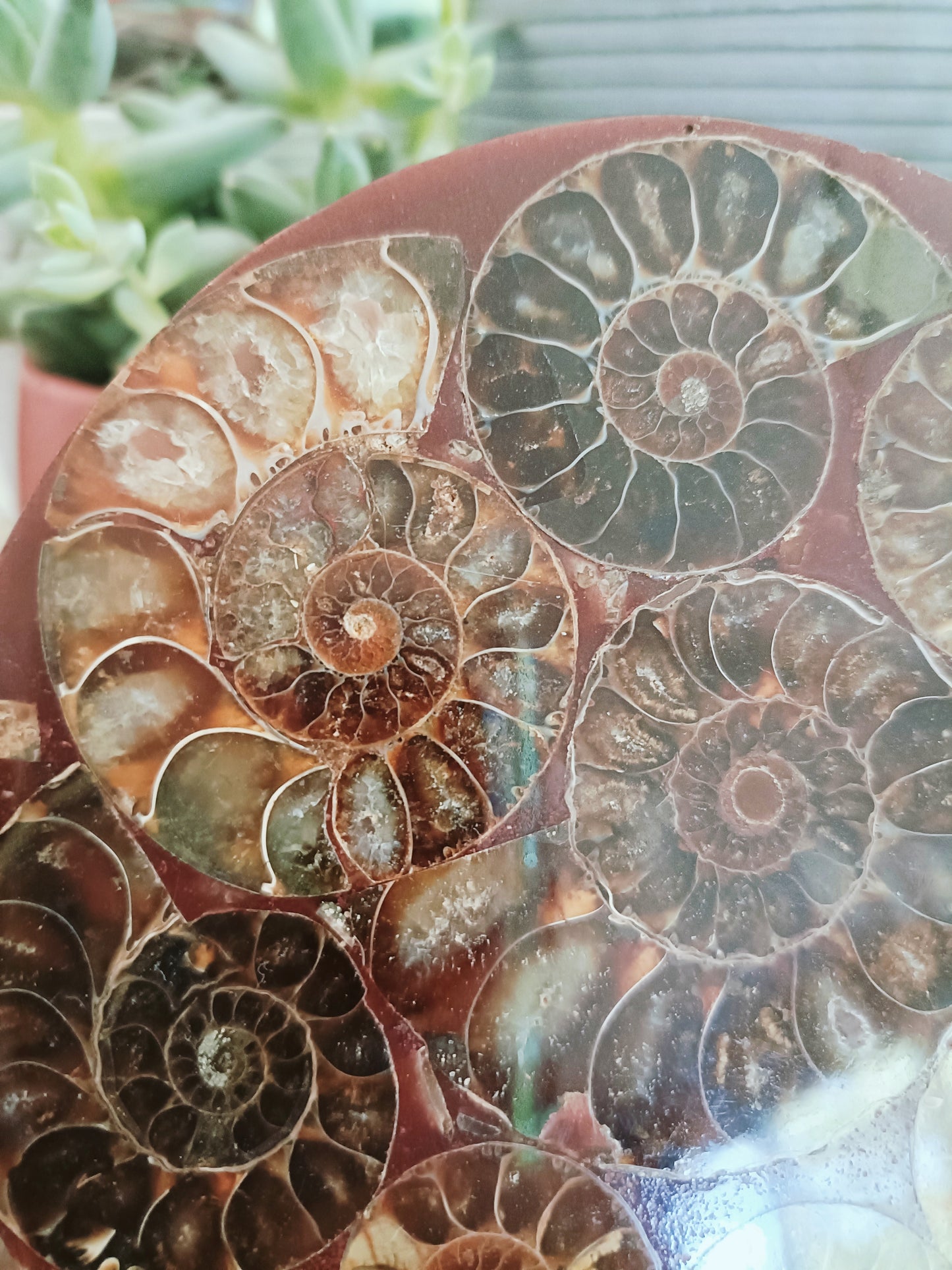 Ammonite Plate & Stand