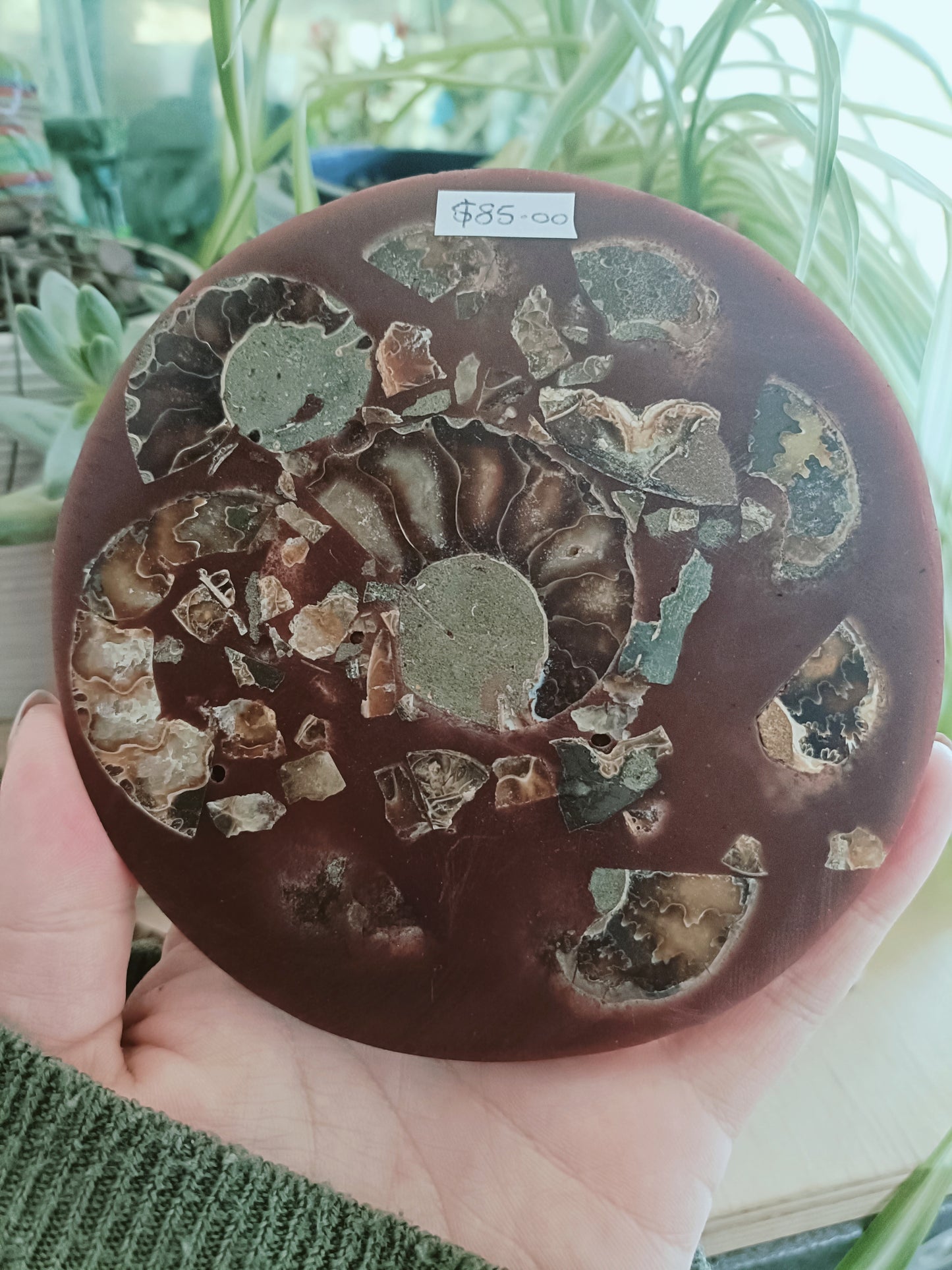 Ammonite Plate & Stand