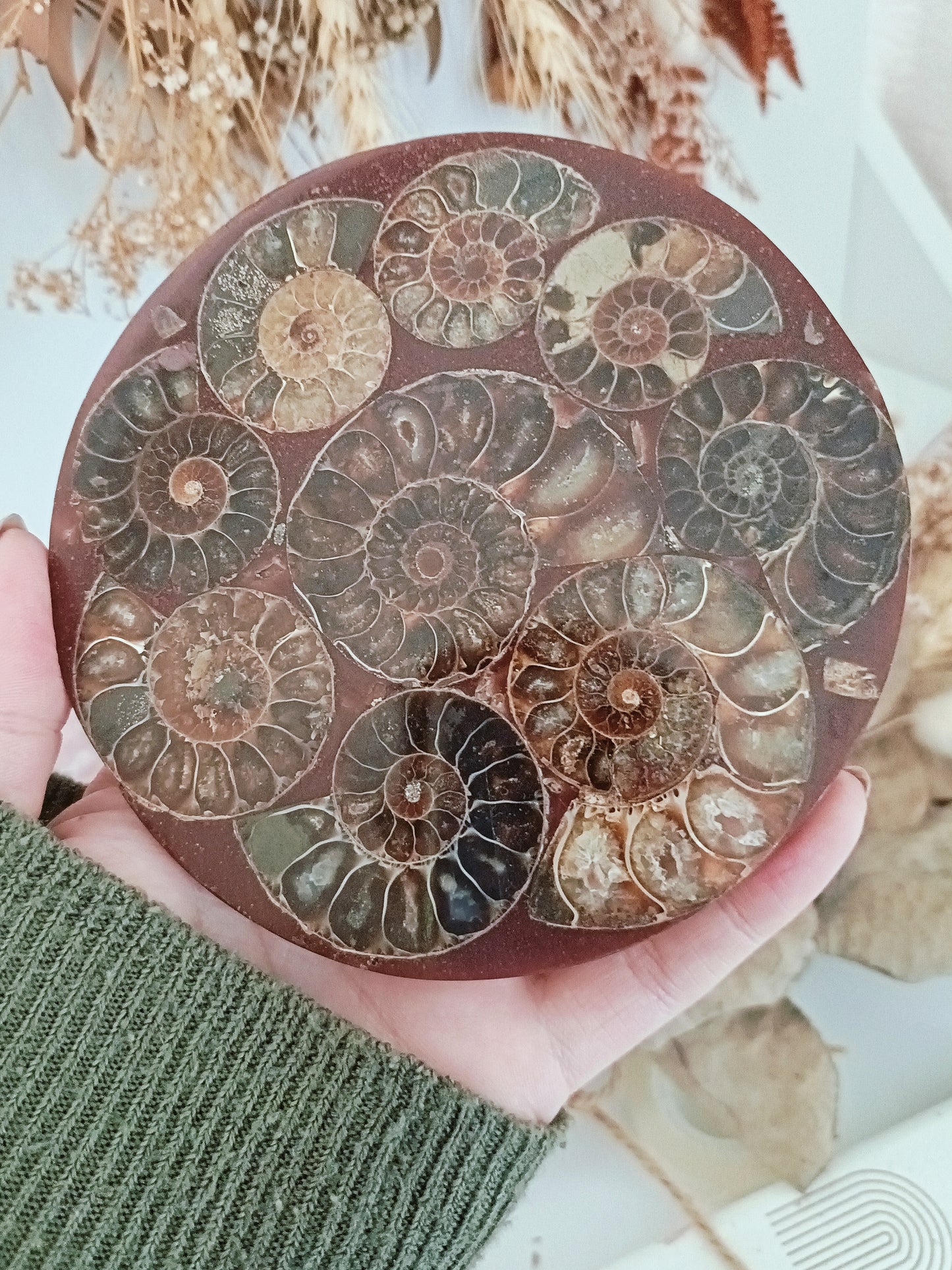 Ammonite Plate & Stand