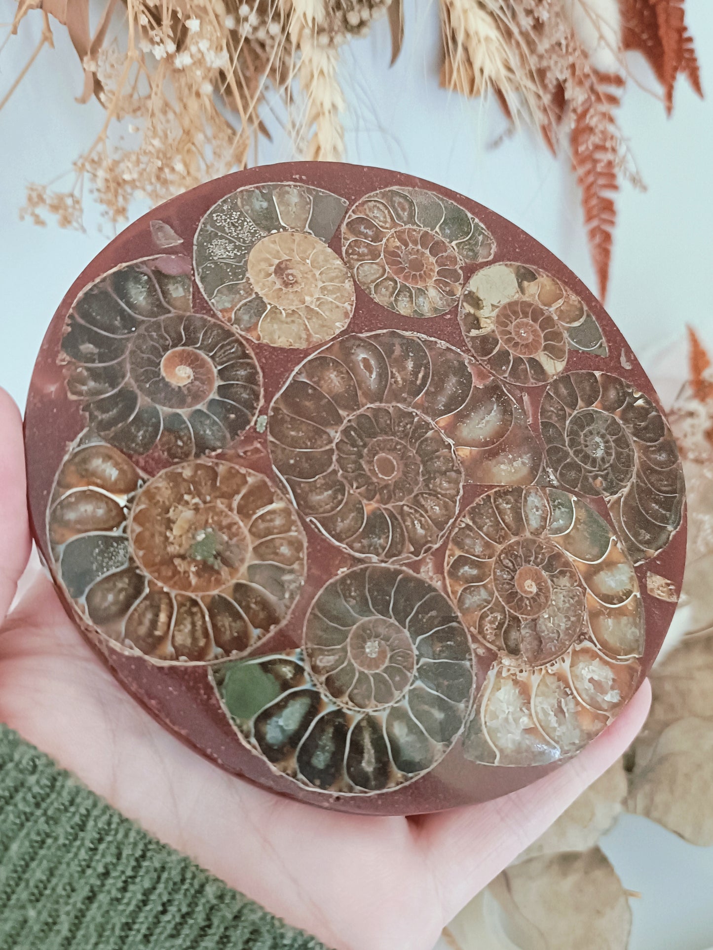 Ammonite Plate & Stand