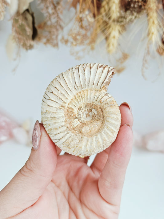 Ammonite Fossil